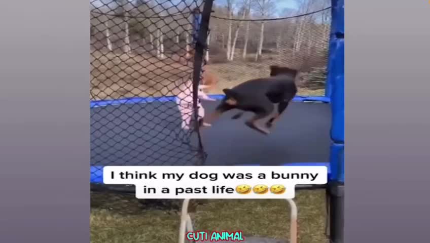 Funny animals in our life!