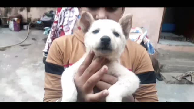 Free! free Indian spitz - pupp for free adoption 2021 spf