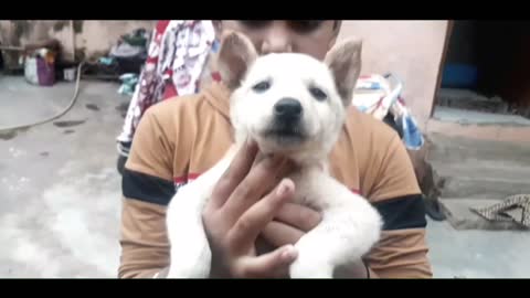 Free! free Indian spitz - pupp for free adoption 2021 spf