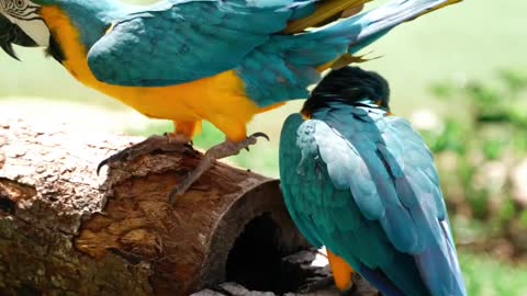 Cute Parrots - Colorful Birds - Beautiful