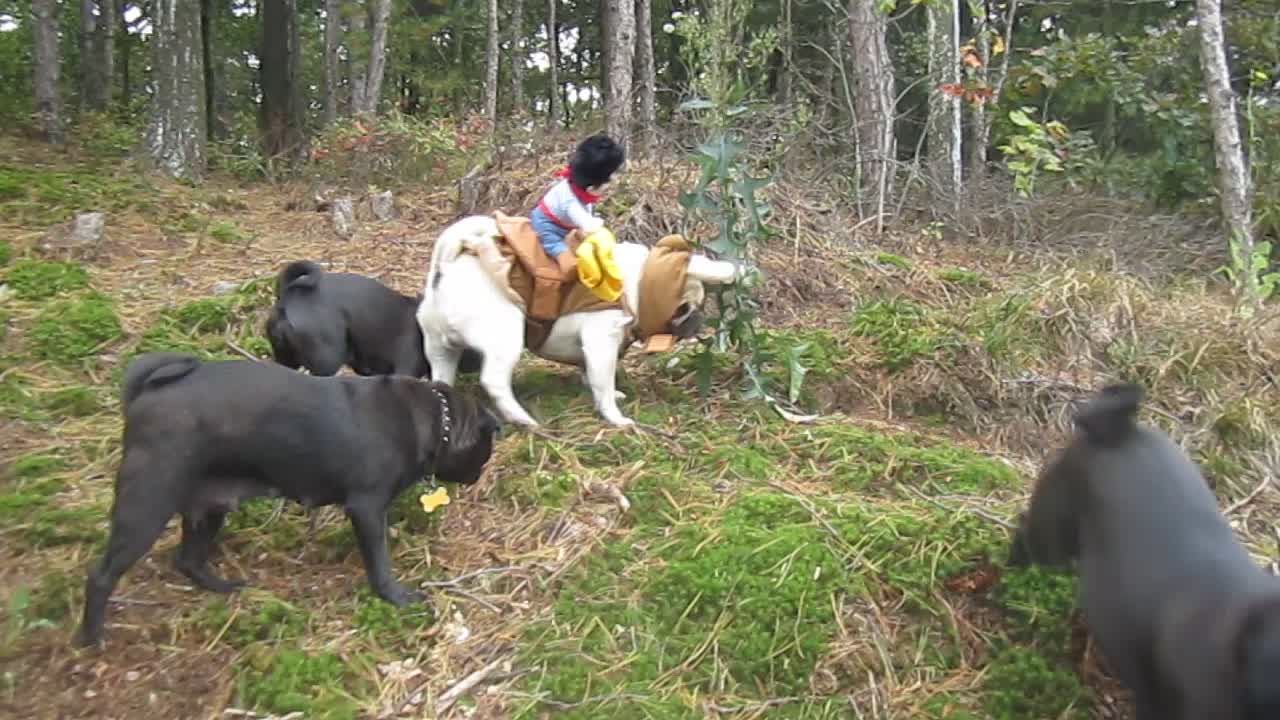 Pug Cowboy Costume