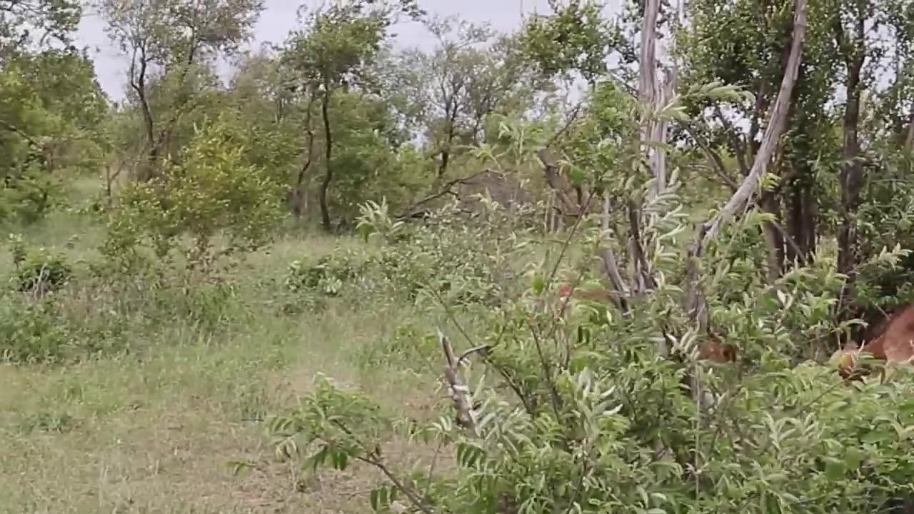 Impala Rams Fighting Animal Videos