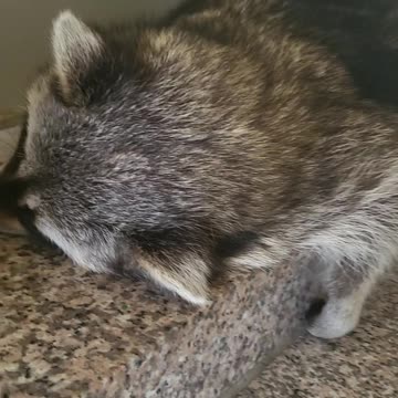 What if you give banana chips to a sleeping raccoon?