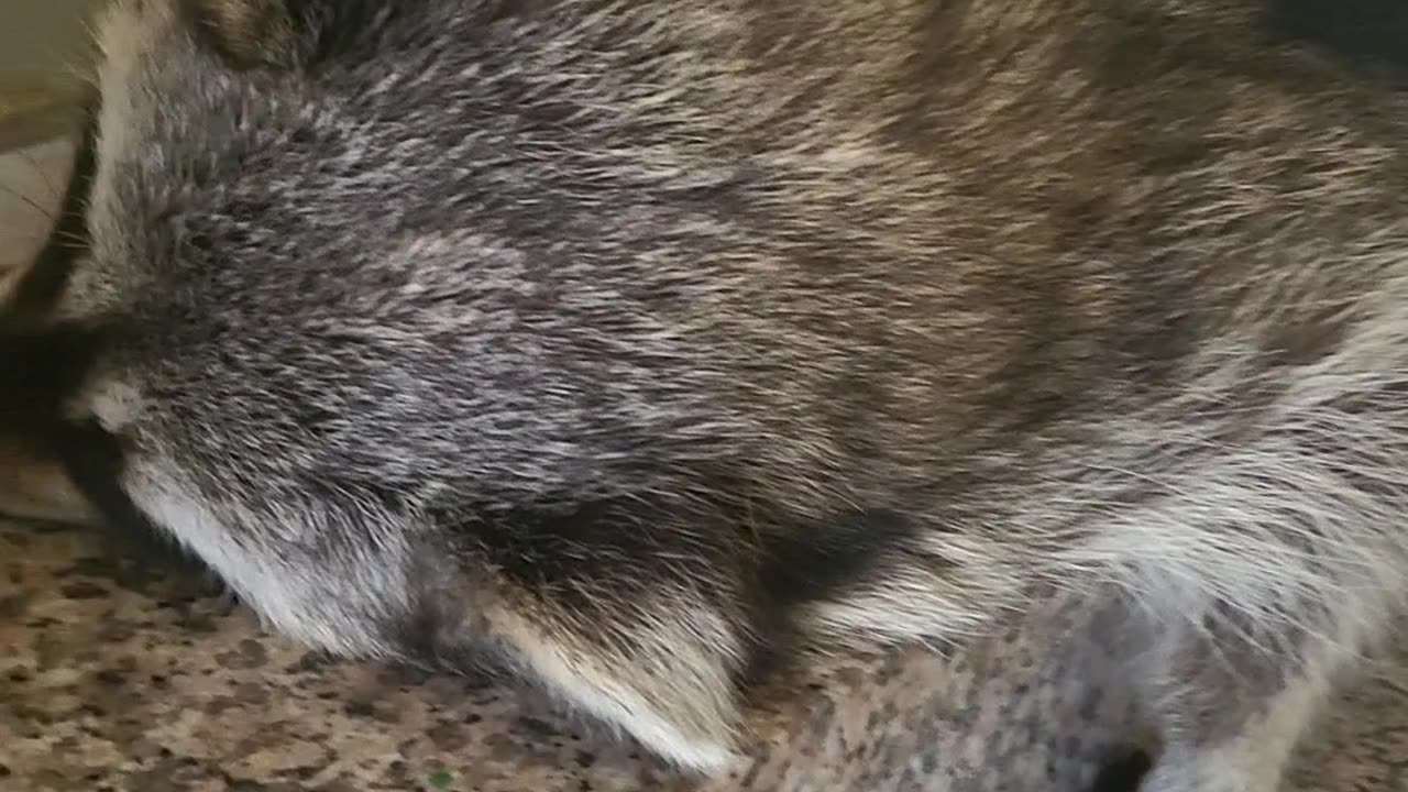What if you give banana chips to a sleeping raccoon?