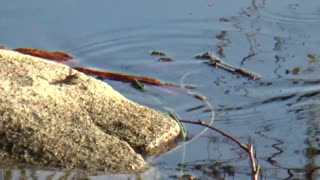 Spider Wasp Kills Spider