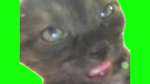 Club Cat | Green Screen