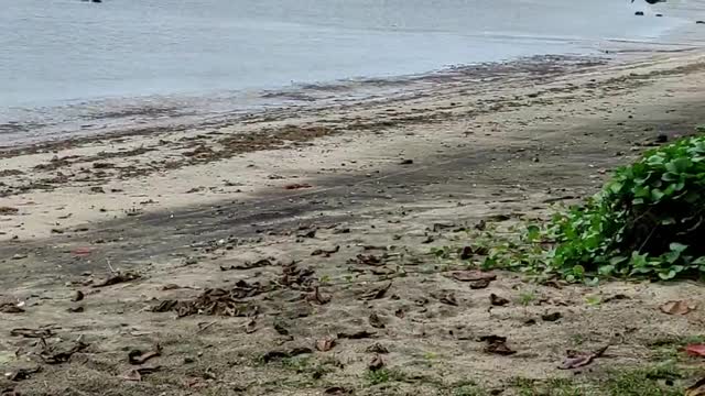 Minajaya Beach Sukabumi