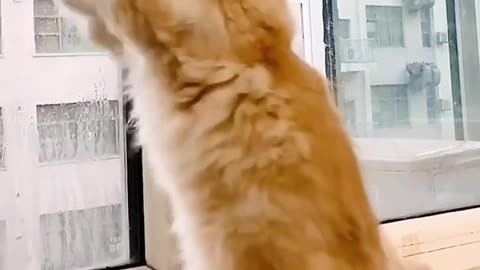 Funny cat videos | funny video | Funny video