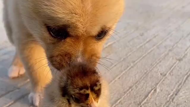 A cute puppy and chick playing games