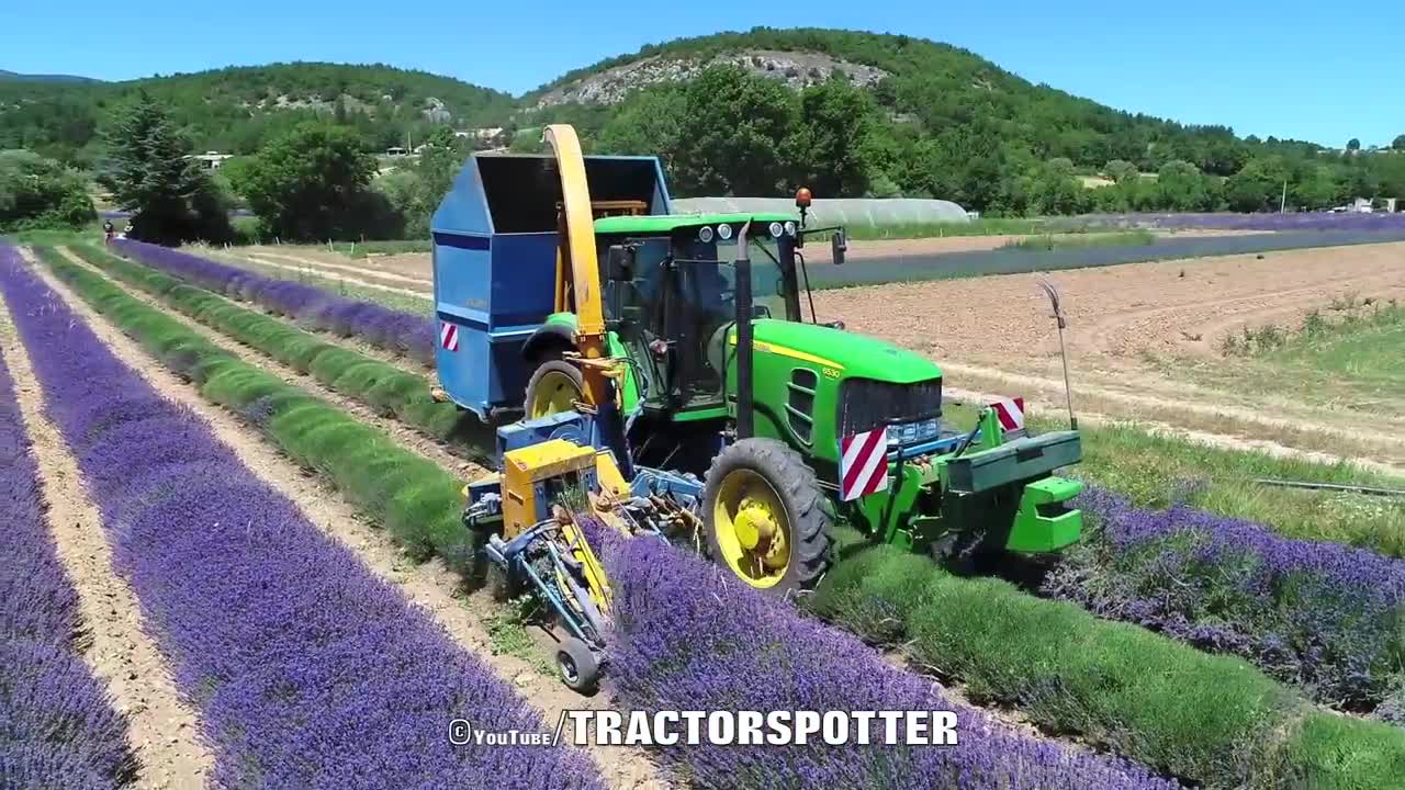 Lavender Harvest & Oil Distillation | Valensole - Provence - France 🇫🇷| large and small scale