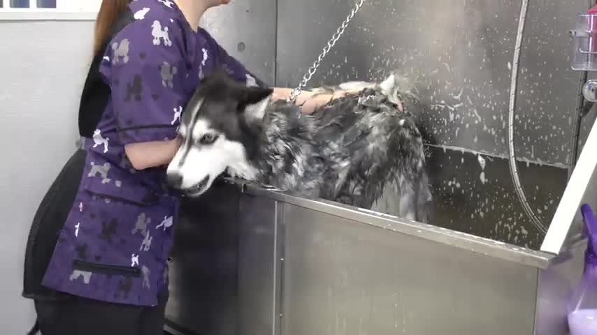 Lunatic Husky swears at me her whole groom