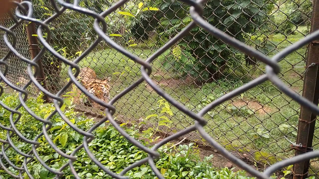 Tiger,Royal Bengal tiger,zoo animals