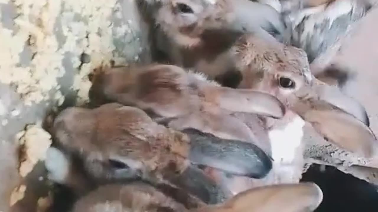 Rabbits & Ducks #trending #animal
