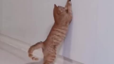Cute kittens Baby Cats -#368 Cute and Funny Cat Videos Compilation