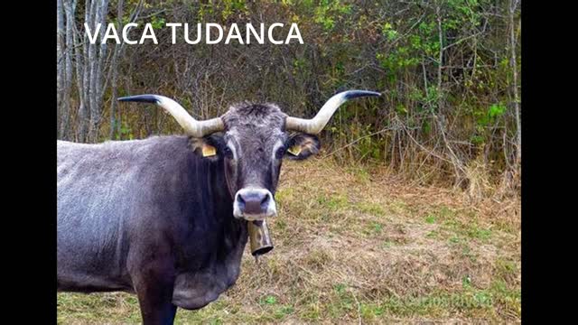 Razas de Ganado Ibéricas ( Vacas 2)