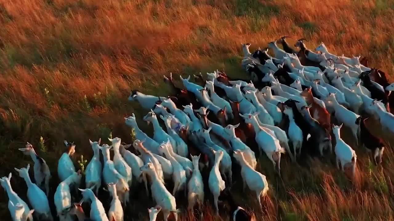 Sheep and goat farm ASMR