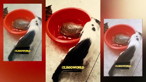 funny animal video enjoye