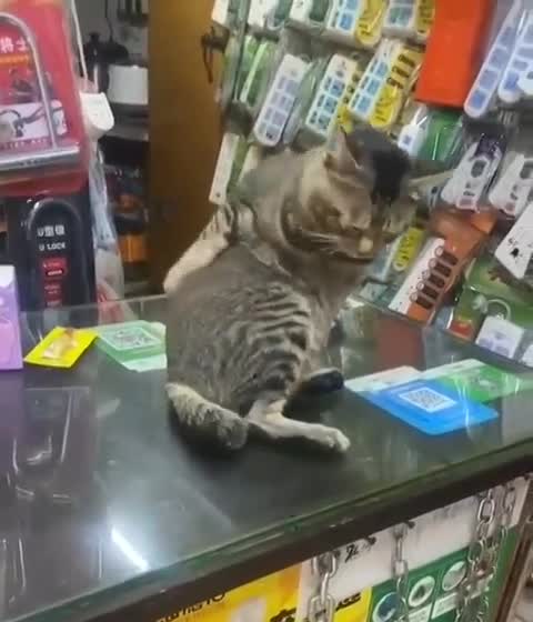 cat scratching its back