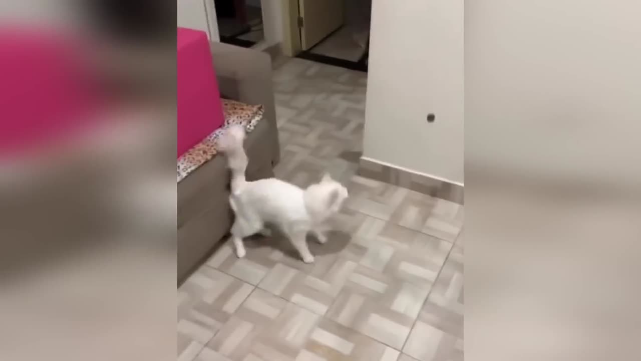 Funny cat moment