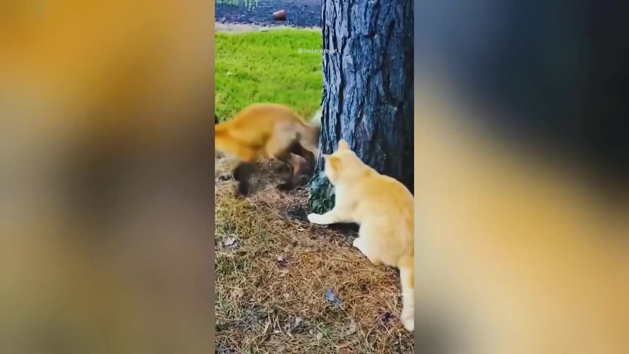 new funny animal video 2023