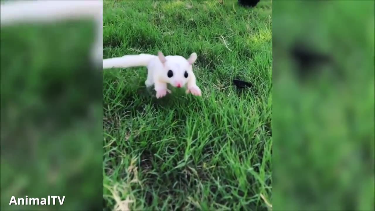 SUGAR GLIDERS Flying - Funny & Cute Compilation