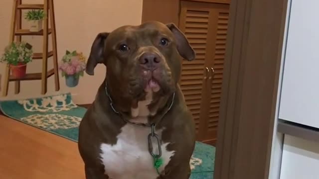 Incredible Speaking Dog