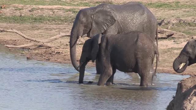 Sound of the African Bushveld, Elephants - AFRICAN WILDLIFE