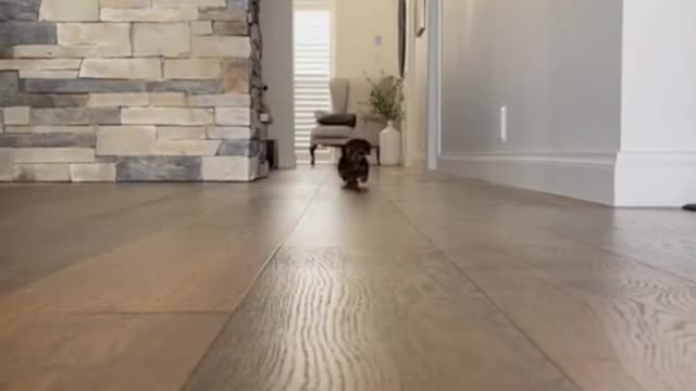 Funny Animals Series 1361