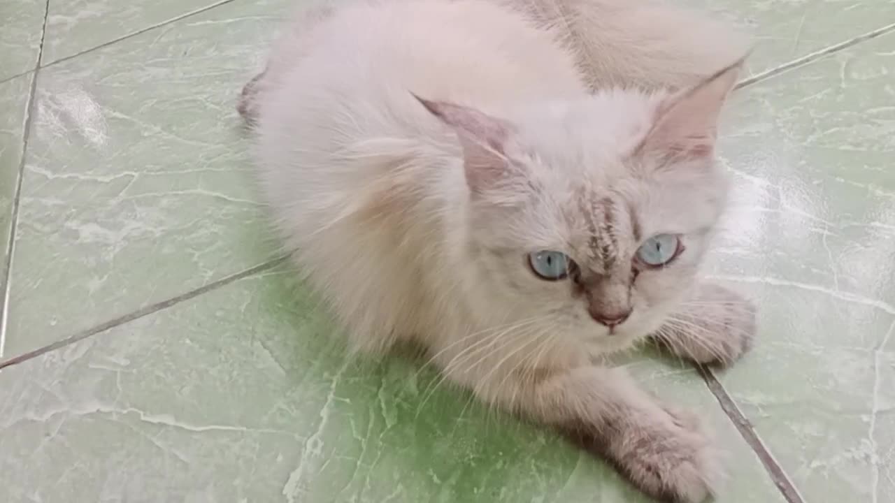 Kucing Persia Himalaya