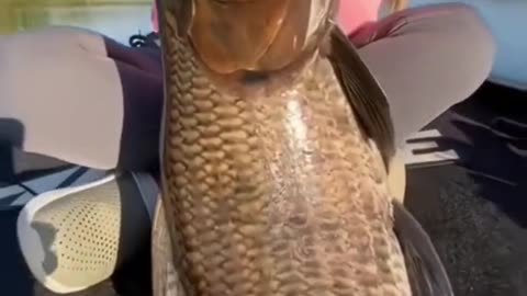 What kind of fish is this