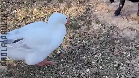 Funniest Animal Moments