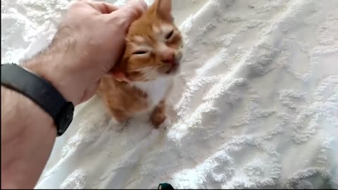 Cute Kitten Playing with his buddy !