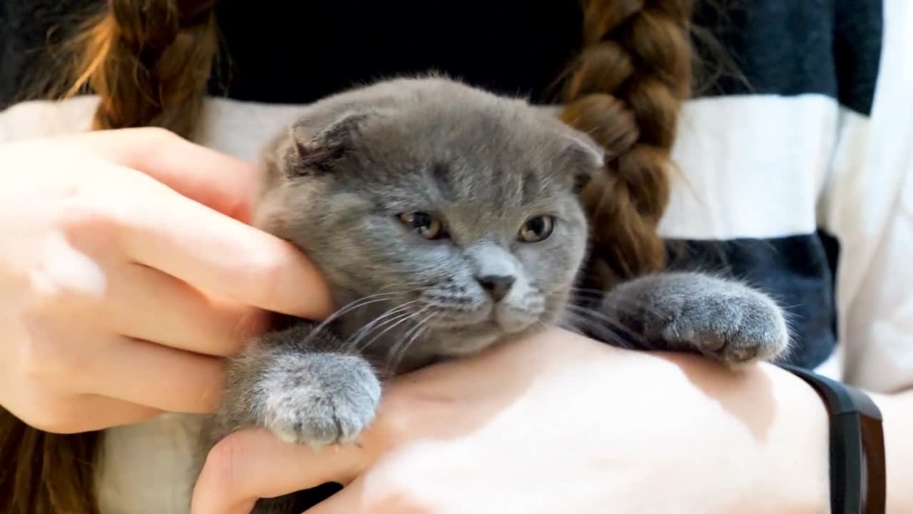 Adorable scottish fold kitten breed in her owner arms. Animal lovers