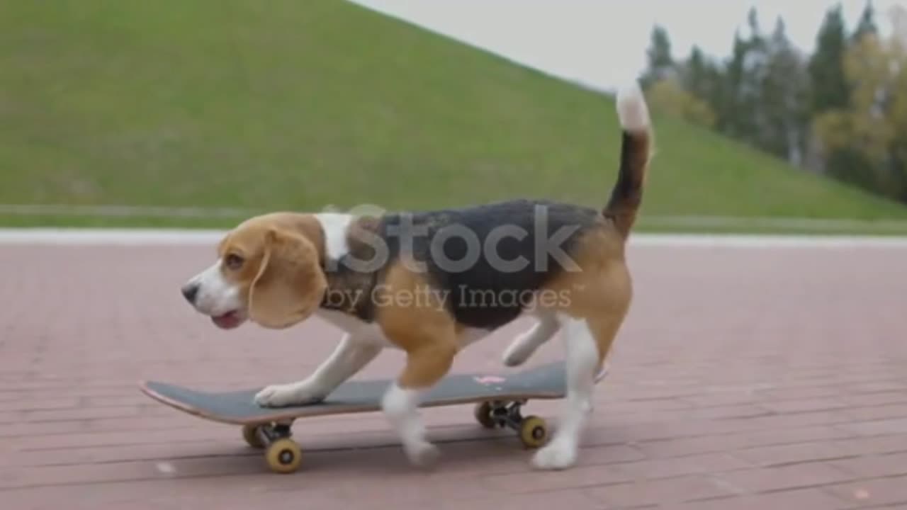 Dog Playing Skateboard