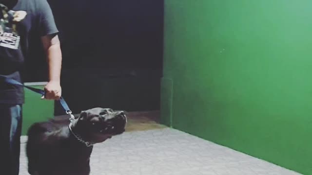 Temperament test cane corso