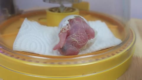 How baby macaw grows up | From the hatch until the eyes opened