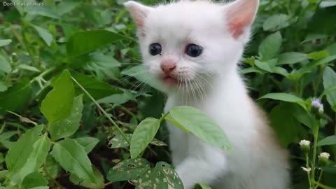 Cat sound