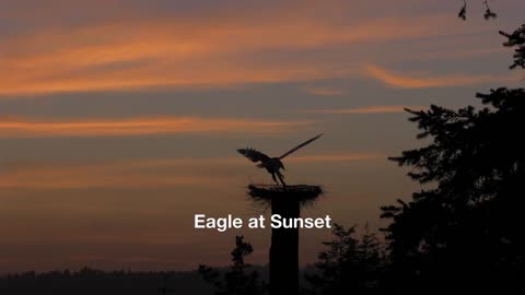 Eagle at Sunset