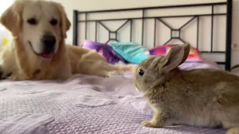 Golden Retriever and Baby Bunnies - Amazing Friendship