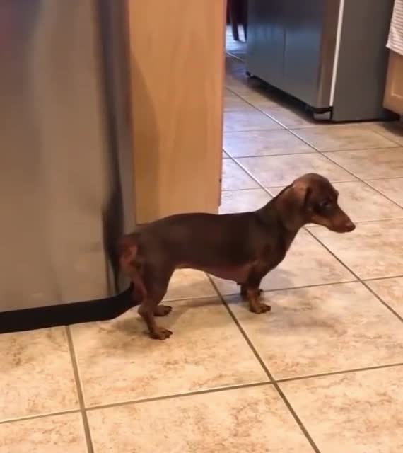 Im already teaching my dog how to do this