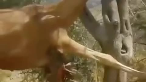 Animals video