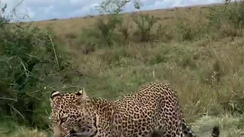 leopard with mongoose kill