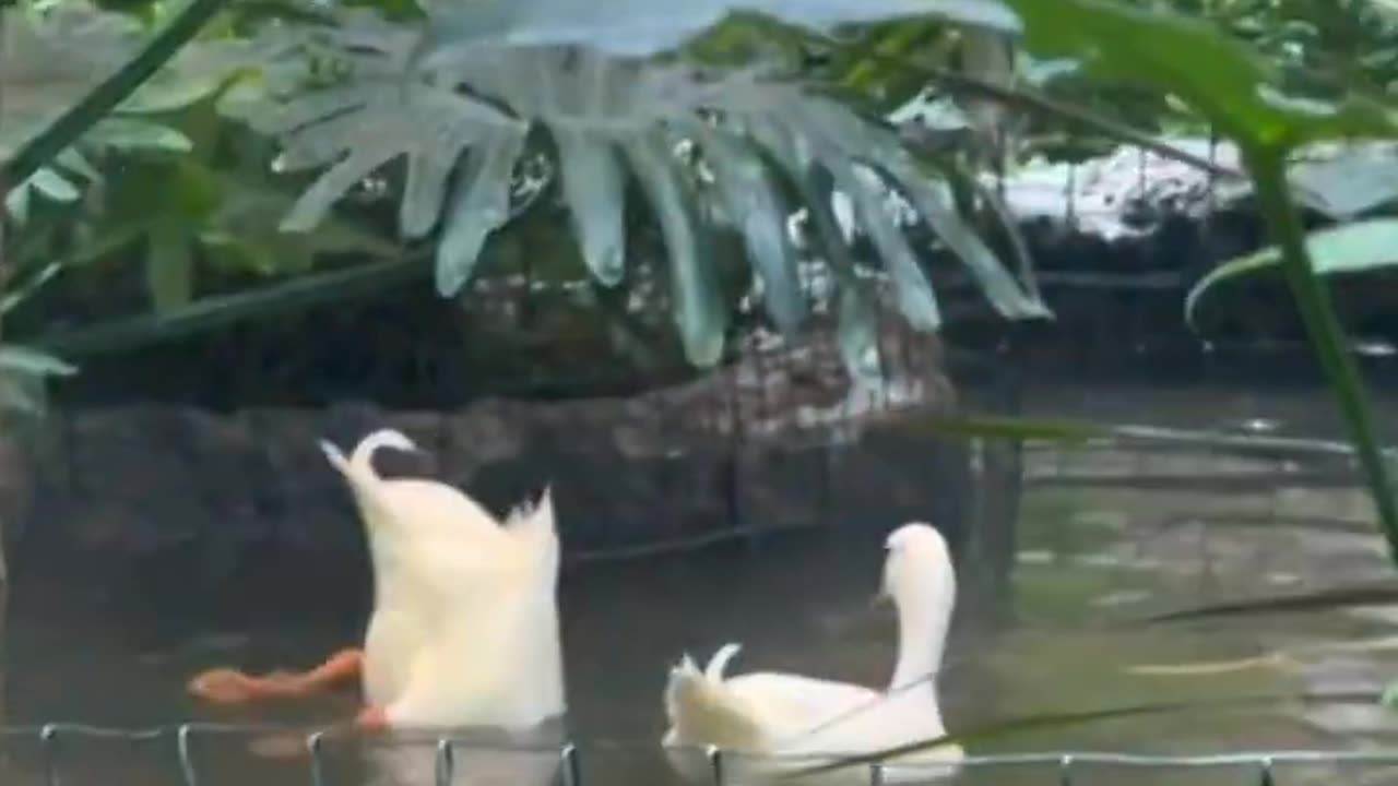 FUNNY CATS & DOGS 🐱🐕 and others ANIMALS || new animals funniest video 2023