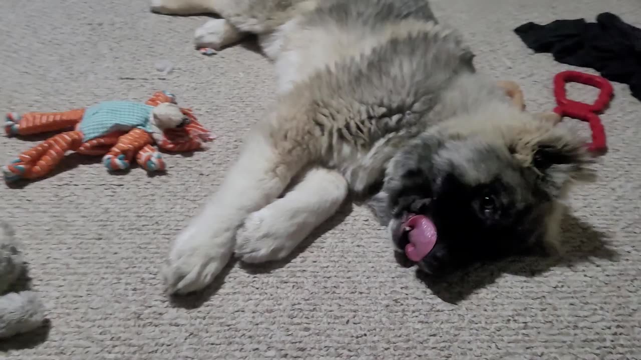 Pixie's 18th Day With Drew - Caucasian Ovcharka Dog - Caucasian Shepherd