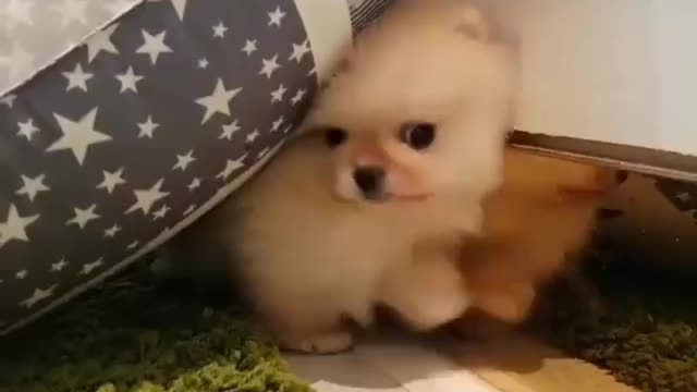 Cats and dogs are cute. I like cute things