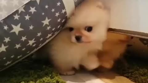 Cats and dogs are cute. I like cute things