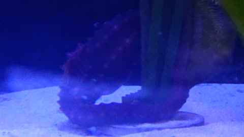 Seahorse's