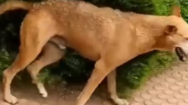 Rumble viral videos,Funny dog videos 2022/2023 - Best Funny Dogs Life video Ever