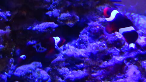 Clownfish