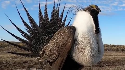 Male Greater Sage-Grouse displaying on a lek in Utah